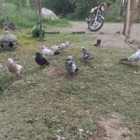 کبوتر