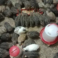 بلدرچین 40روزه