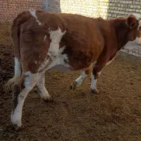 تلیسه سیمینتال