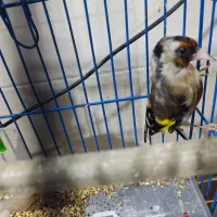 سهره خاکی و سهره رسمی|پرنده|قم, شاه ابراهیم|دیوار