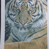 پرینتر اپسون l805استوک|پرینتر، اسکنر، کپی، فکس|سنندج, |دیوار