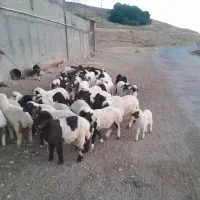 میش بره
