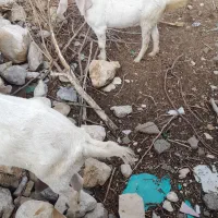 بز در حیوانات  مزرعه