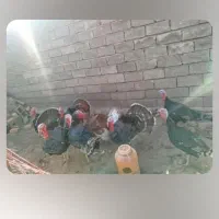 بوقلمون نر خانگی|حیوانات مزرعه|تویسرکان, |دیوار