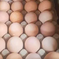 تخم‌مرغ محلی ۱۵ و نطفه دار ۲۵