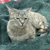 گربه پیداشده. ابوذر شمالی