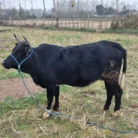 لیشه شکمدار