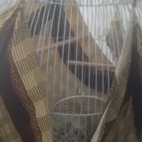 یک عدد عروس هلندی