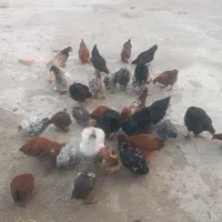 جوجه ومرغ محلی|حیوانات مزرعه|نوشین شهر, |دیوار