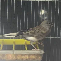 فروش قناری نر بخون