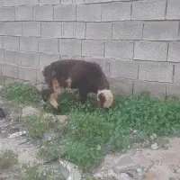 یک عدد بره خوب نر