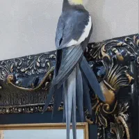 عروس هلندی نر سینامون کار بالغ مست