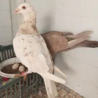 یجفت، کرم هفرنگ و سرکی ۸۰۰