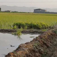 اجاره زمین کشاورزی