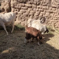 بزاوست بادوکره ماده ویک کره نر