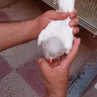 کبوتر|پرنده|کازرون, |دیوار