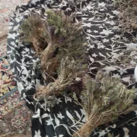 کاکوتی کوهی