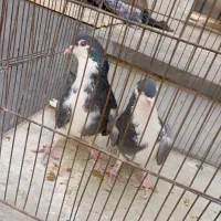 کفتر دمگیر|پرنده|خمینی‌شهر, |دیوار