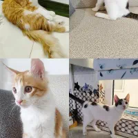 واگذاری دو گربه نر ۸ماهه