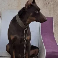 دوبرمن اصیل