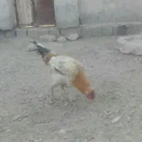 سه خروس وطنی چاق چله دو رگه|حیوانات مزرعه|کوهپایه, |دیوار