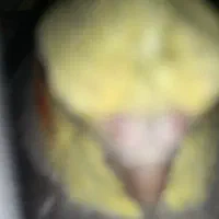 سه عدد عروس هلندی دو ماده و یک نر و دو عدد خرگوش|پرنده|کلاچای, |دیوار