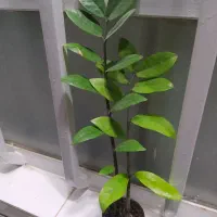 گل آپارتمانی زیبا و سرحال و شاد