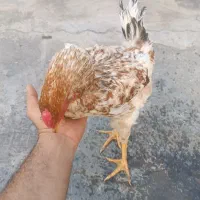 خروس دو رگه|حیوانات مزرعه|سنندج, |دیوار