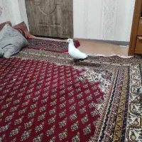 ماده دم قهوه ای