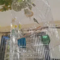 مرغ عشق|پرنده|قزوین, |دیوار