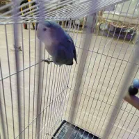 طوطی برزیلی گمشده