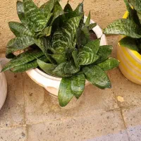 سانسوریا تک رنگ و دو رنگ|گل و گیاه طبیعی|محمدشهر, محمدشهر|دیوار