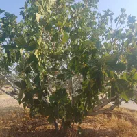 به چند کارگر افغانی انجیر چیدن نیازمندیم