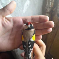 سهره|پرنده|زیویه, |دیوار