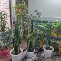 گل طبیعی سالم خوب با قیمت مناسب