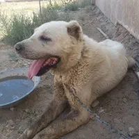 سگ سرابی واگذاری