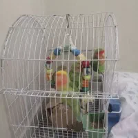 طوطی برزیلی|پرنده|ری, دیلمان|دیوار