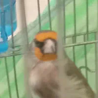 سهره دورگ زیبا