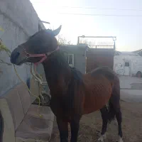 فروش اسب|اسب و تجهیزات اسب‌سواری|بناب, |دیوار