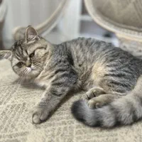 ۳گربه بازیگوش و سالم ۳ماهه برای واگذاری مسئولانه|گربه|تربتحیدریه, طالقانی|دیوار