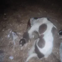 سگ دنبلانی اصل پوینتر آلمانی