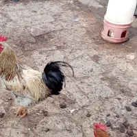 خروس|حیوانات مزرعه|مشهد, کلاته برفی|دیوار