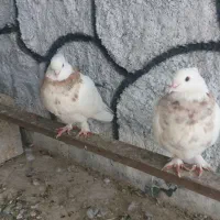 گمشده ماده طوقی زردعکس مال اگهی ن ن ن یست