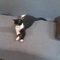 واگذاری گربه ماده تاکسیدو