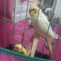 جفت عروس هلندی مولد|پرنده|سنندج, |دیوار