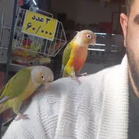 طوطی گیرینچیک گمشده