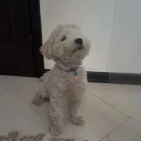 سگ شیتزو مالتیز نر ۱۰ ماهه