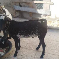 یک عدد بزن نر و دوعدد بز ماده