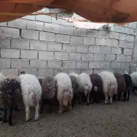 فروش بره