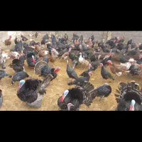 خروس بوقلمون|حیوانات مزرعه|مشهد, مهدی آباد|دیوار